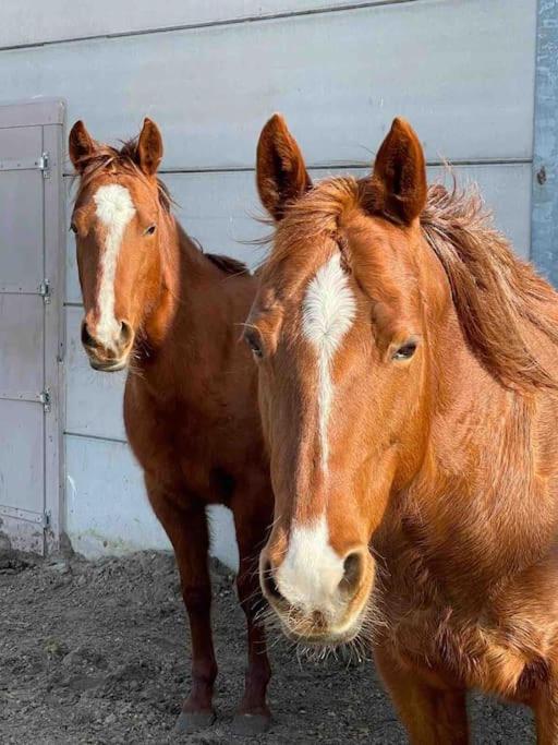 베르헨옵쏨 Bed Met Paard 아파트 외부 사진